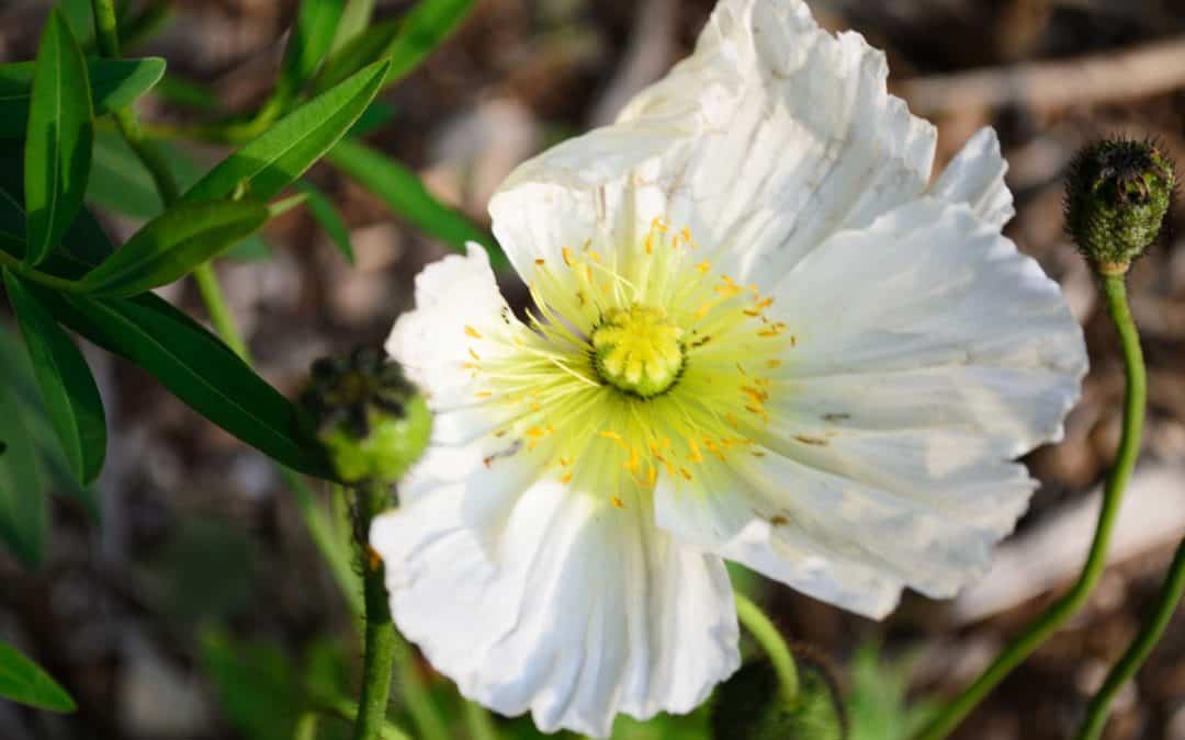 Mon livre disponible gratuitement…