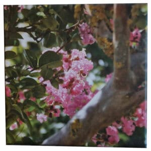 Arbre de Judé en fleurs