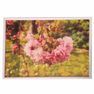 Fleurs de Prunus Serrulata